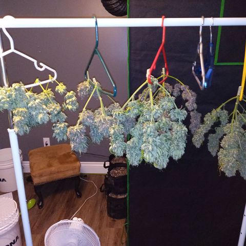 White widow CBD growlog timeline photo