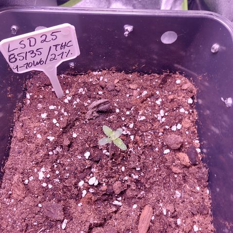 LSD 25 Automatic( 2Fast4Bud's ) growlog timeline photo