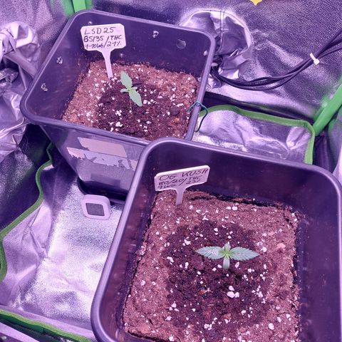 LSD 25 Automatic( 2Fast4Bud's ) growlog timeline photo
