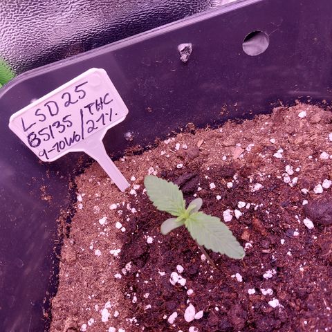 LSD 25 Automatic( 2Fast4Bud's ) growlog timeline photo
