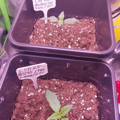 LSD 25 Automatic( 2Fast4Bud's ) growlog timeline photo