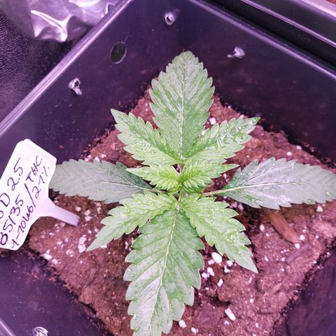 LSD 25 Automatic( 2Fast4Bud's ) growlog timeline photo