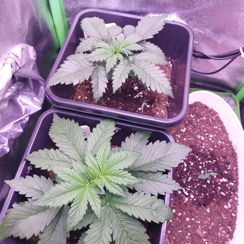 LSD 25 Automatic( 2Fast4Bud's ) growlog timeline photo