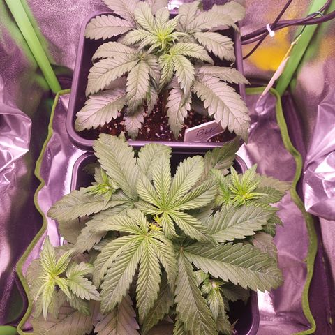 LSD 25 Automatic( 2Fast4Bud's ) growlog timeline photo