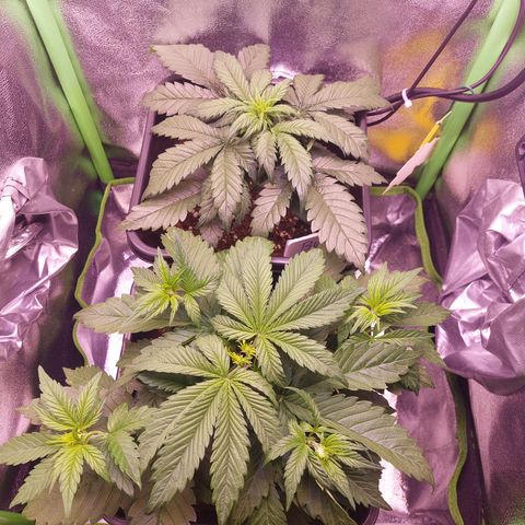 LSD 25 Automatic( 2Fast4Bud's ) growlog timeline photo