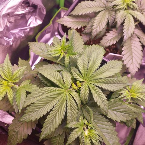 LSD 25 Automatic( 2Fast4Bud's ) growlog timeline photo