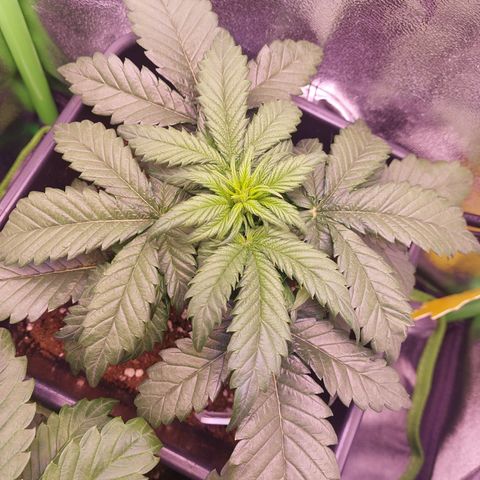 LSD 25 Automatic( 2Fast4Bud's ) growlog timeline photo
