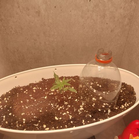 Strawberry Pie Automatic( 2Fast4Bud's ) growlog timeline photo