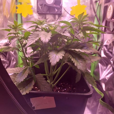 LSD 25 Automatic( 2Fast4Bud's ) growlog timeline photo