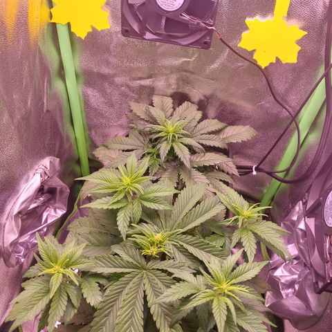 LSD 25 Automatic( 2Fast4Bud's ) growlog timeline photo