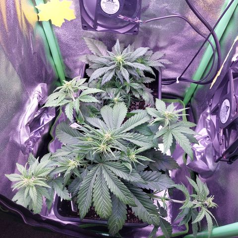 LSD 25 Automatic( 2Fast4Bud's ) growlog timeline photo