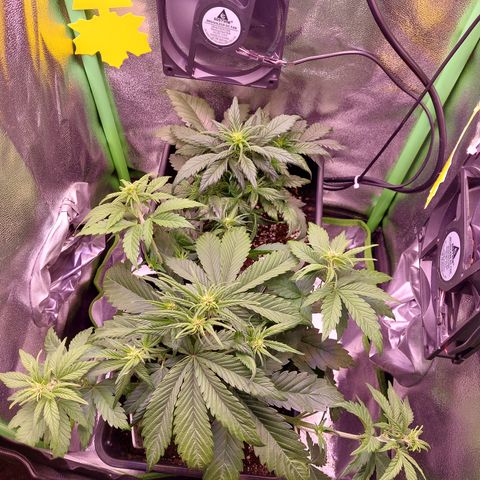LSD 25 Automatic( 2Fast4Bud's ) growlog timeline photo