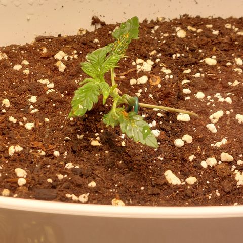 Strawberry Pie Automatic( 2Fast4Bud's ) growlog timeline photo