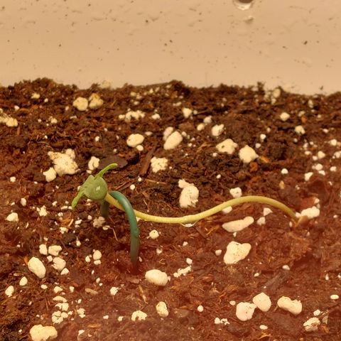 Mimosa Orange Punch( Barney’s Farm) growlog timeline photo