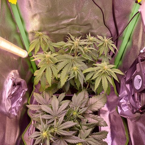 LSD 25 Automatic( 2Fast4Bud's ) growlog timeline photo