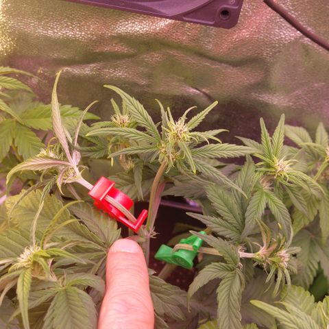 LSD 25 Automatic( 2Fast4Bud's ) growlog timeline photo