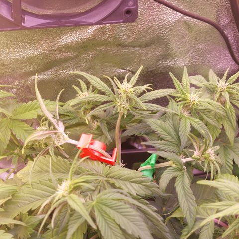 LSD 25 Automatic( 2Fast4Bud's ) growlog timeline photo
