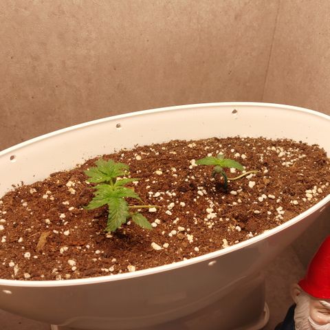Mimosa Orange Punch( Barney’s Farm) growlog timeline photo