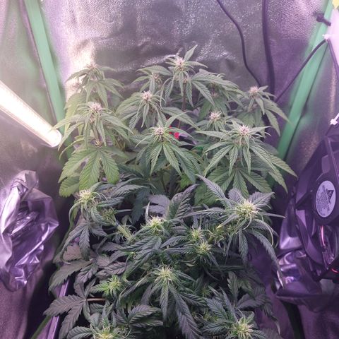 LSD 25 Automatic( 2Fast4Bud's ) growlog timeline photo