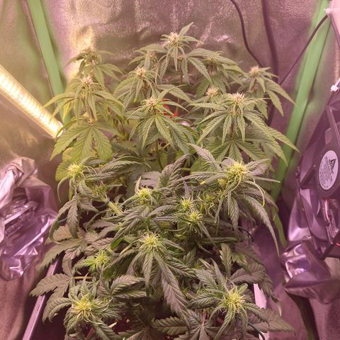 LSD 25 Automatic( 2Fast4Bud's ) growlog timeline photo