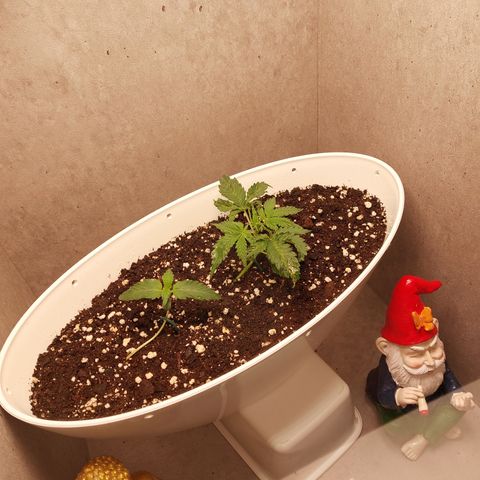 Mimosa Orange Punch( Barney’s Farm) growlog timeline photo