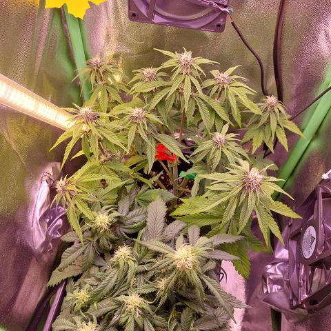 LSD 25 Automatic( 2Fast4Bud's ) growlog timeline photo