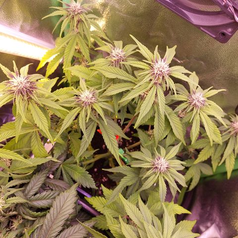 LSD 25 Automatic( 2Fast4Bud's ) growlog timeline photo