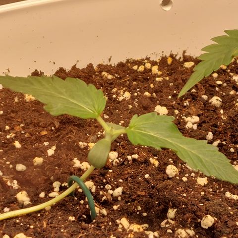 Mimosa Orange Punch( Barney’s Farm) growlog timeline photo