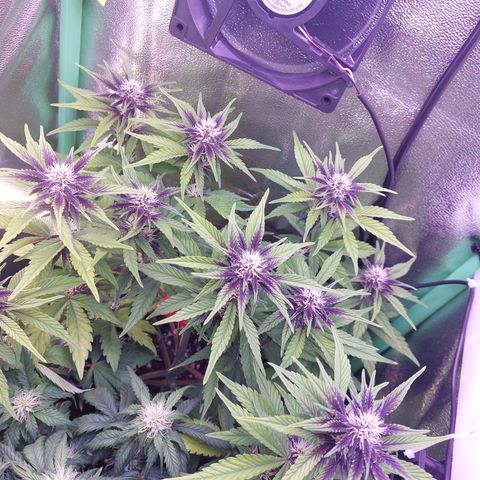 LSD 25 Automatic( 2Fast4Bud's ) growlog timeline photo