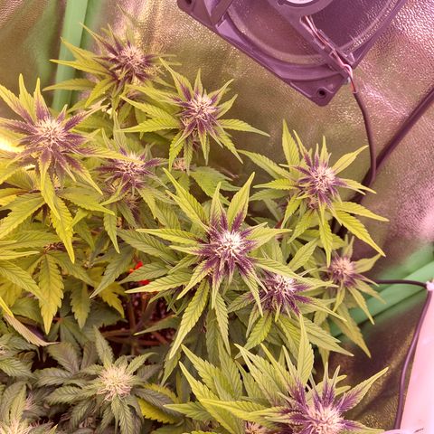 LSD 25 Automatic( 2Fast4Bud's ) growlog timeline photo