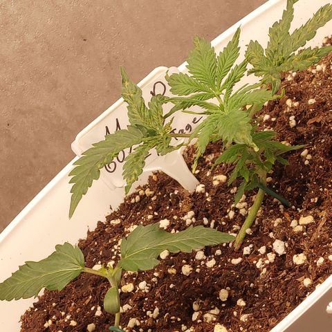 Mimosa Orange Punch( Barney’s Farm) growlog timeline photo