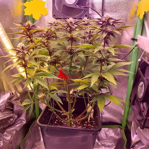 LSD 25 Automatic( 2Fast4Bud's ) growlog timeline photo