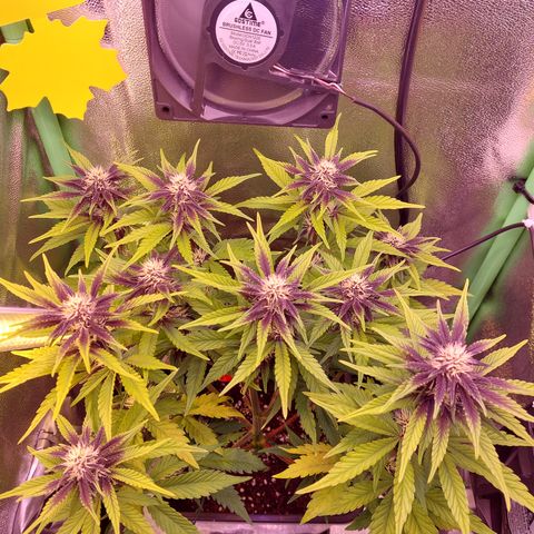 LSD 25 Automatic( 2Fast4Bud's ) growlog timeline photo