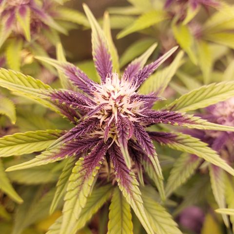LSD 25 Automatic( 2Fast4Bud's ) growlog timeline photo