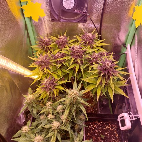 Gorilla Cookies (Seed66) growlog timeline photo