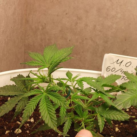 Mimosa Orange Punch( Barney’s Farm) growlog timeline photo