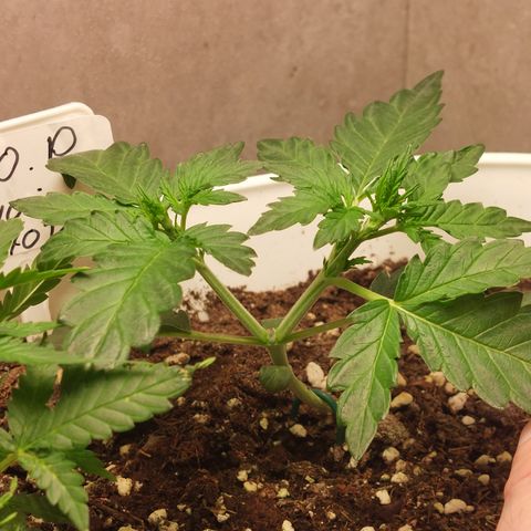 Mimosa Orange Punch( Barney’s Farm) growlog timeline photo