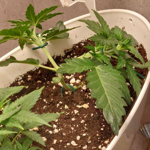 Mimosa Orange Punch( Barney’s Farm) growlog timeline photo