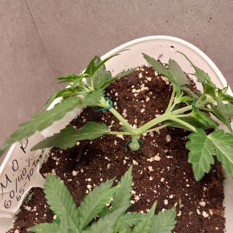 Mimosa Orange Punch( Barney’s Farm) growlog timeline photo