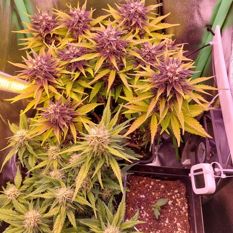 Gorilla Cookies (Seed66) growlog timeline photo
