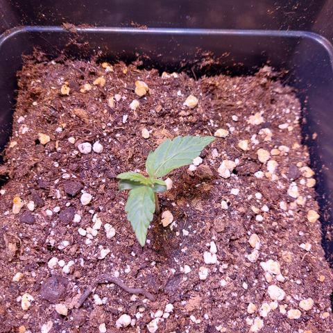 Gorilla Cookies (Seed66) growlog timeline photo