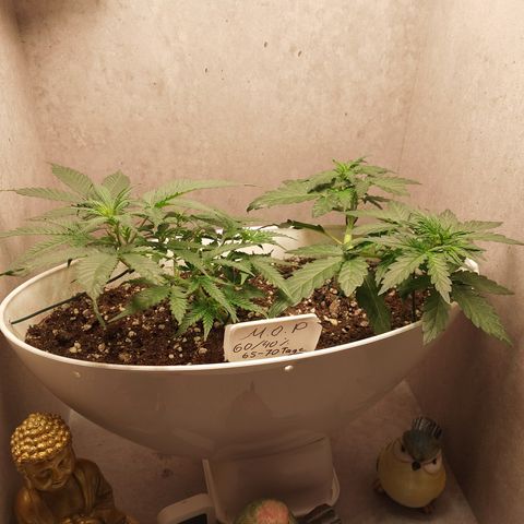 Mimosa Orange Punch( Barney’s Farm) growlog timeline photo