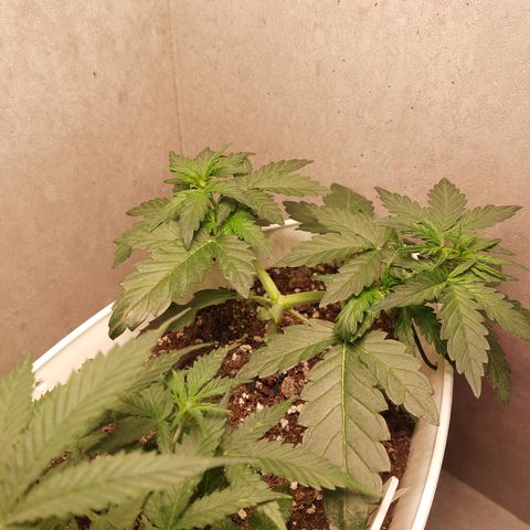 Mimosa Orange Punch( Barney’s Farm) growlog timeline photo