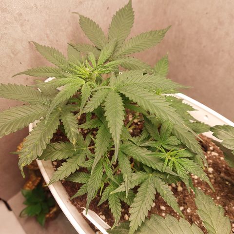 Mimosa Orange Punch( Barney’s Farm) growlog timeline photo