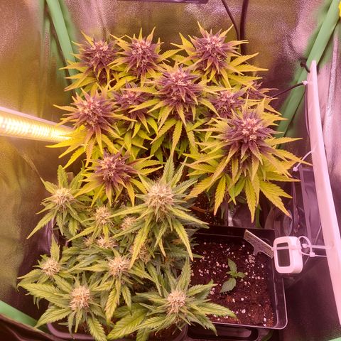 Gorilla Cookies (Seed66) growlog timeline photo