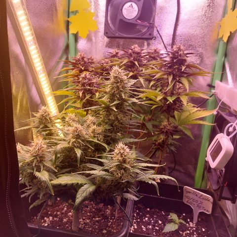 Gorilla Cookies (Seed66) growlog timeline photo