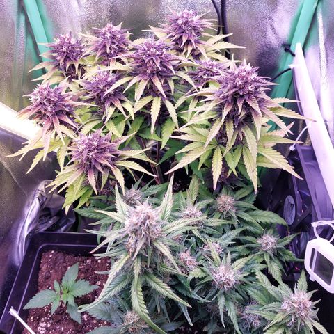 Gorilla Cookies (Seed66) growlog timeline photo