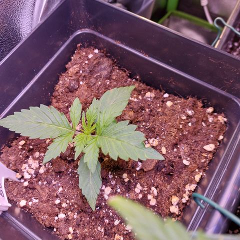 Gorilla Cookies (Seed66) growlog timeline photo