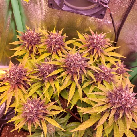 LSD 25 Automatic( 2Fast4Bud's ) growlog timeline photo