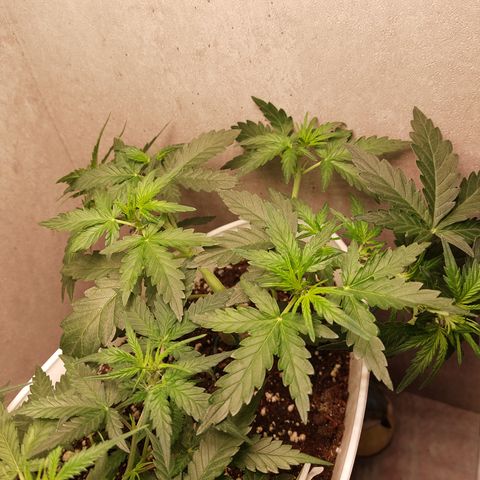 Mimosa Orange Punch( Barney’s Farm) growlog timeline photo